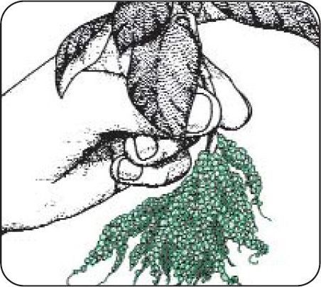 Anwendungsübersicht - Agroperl® G